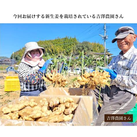 新生姜 1kg 送料無料 生姜 ショウガ しょうが 掘り立て 産地直送 農家直送 国産 野菜 食品 グルメ 大嶌屋（おおしまや