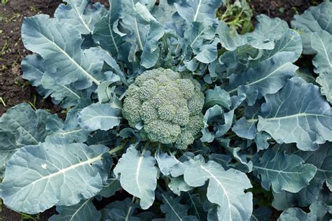 How To Plant, Grow & Harvest Broccoli