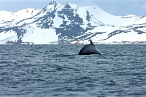 Seeing Whales That Live in Antarctica: A Dream Come True!