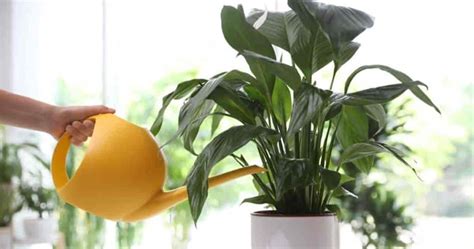 6 Signs Of Overwatered Peace Lily And Step By Step Fixes