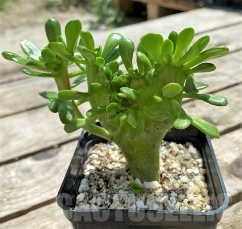 Shpr11561 Sedum Cristata Cactus Online