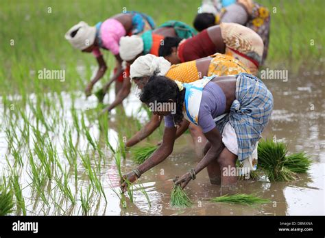 Rural Indian Women Working In A Paddy Field South India Stock Photo Alamy