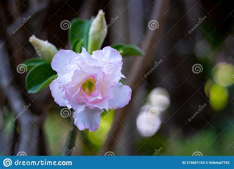 Pink And White Desert Rose Flower Adenium On Tree Stock Image Image