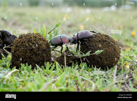 Dung Beetle Kheper Aegyptiorum Pair Fighting Over Dung Balls