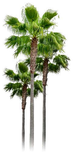 Gambar Lukisan Pokok Getah Pohon Pisang Clipart Â Clipart Station