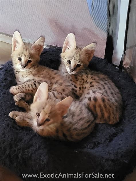 Serval babies for Sale