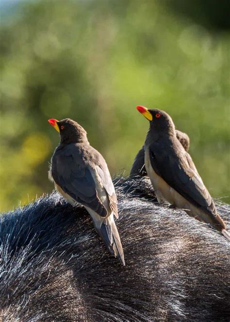 18 Birds of Uganda: Birding in the Pearl of Africa (8 Top Birding Sites ...