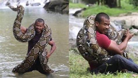 Ular Sawa Batik Seberat Kg Jadi Haiwan Peliharaan Lelaki Dari Pulau