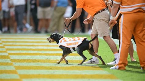 What to know about University of Tennessee's mascot, Smokey