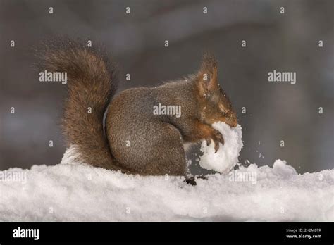 red squirrel standing on ice and snow eating a snowball Stock Photo - Alamy