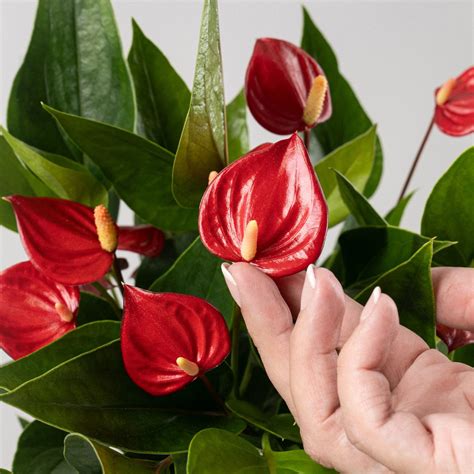 Anthurium Million Flowers Red Fronda