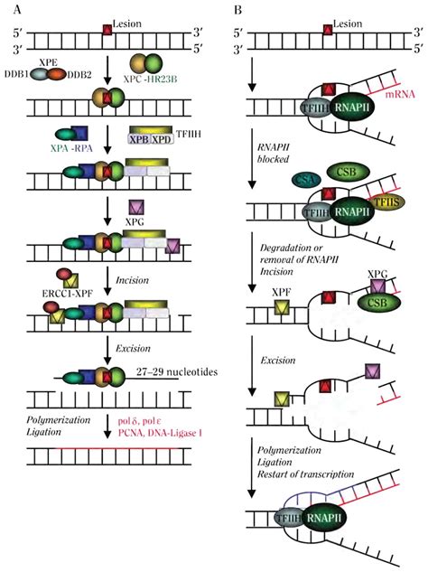 Figure Mechanism Of Nucleotide Excision Repair A Global Genomic