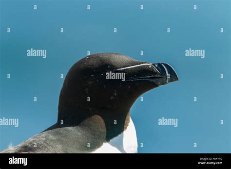 Razorbill Alca Torda Adult Resting On Cliff Top Nop Stock Photo Alamy