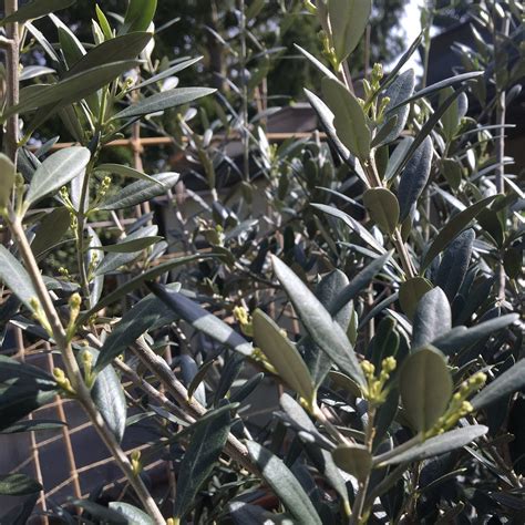 Guide to Growing an Olive Tree in a Pot — Food Garden Life: Edible ...