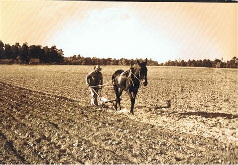 Cotton History & Pictures | Organic Cotton Through the Ages