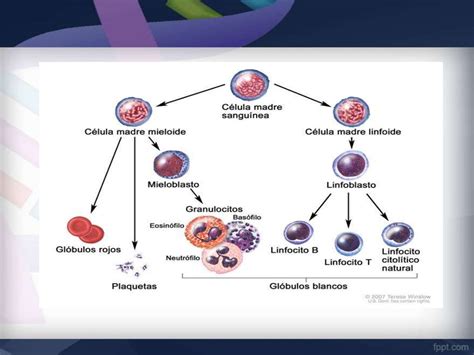 Leucemia Linfoblastica Aguda