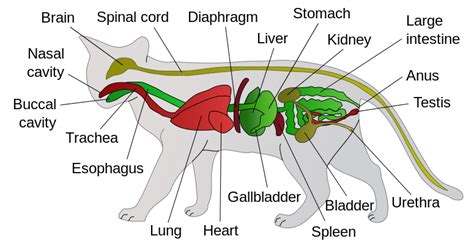 Internal Organs of a Cat – Holistic Cat Groomers Alliance