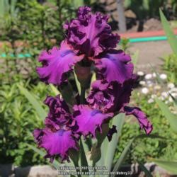 Tall Bearded Iris (Iris 'Nora Eileen') in the Irises Database - Garden.org