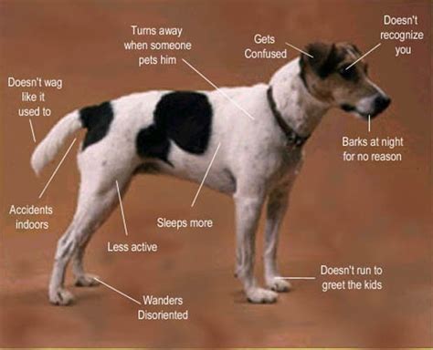 Dog Dementia: What are the Signs of Dementia in Dogs