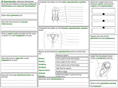 Exploring Science 7b Revision Worksheet Sexual Reproduction In Animals