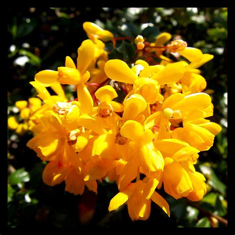 Berberis Flower | Another batch of springtime shots | kcm76 | Flickr