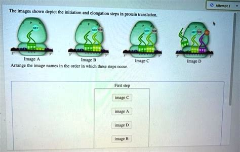 SOLVED Attempt 1 The Images Shown Dcpict The Initiation And Elongation