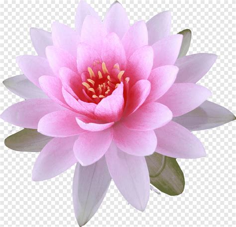 Nelumbo Nucifera Buddhism Buddhist Symbolism Flower Lily Sacred Lotus