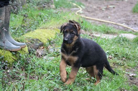 Chiot Elevage Berger Allemand De Font Martinier