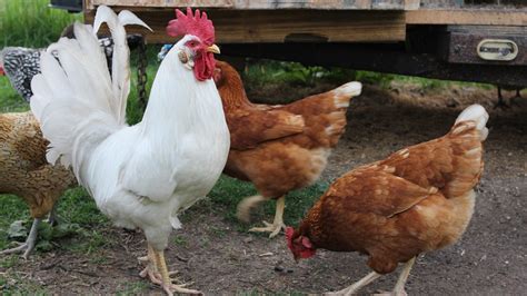 Chickens and Goats in the Backyard: Raising Livestock in Chicago | Chicago News | WTTW