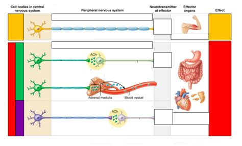 Comparison Of Motor Neurons In The Somatic And Autonomic Nervous