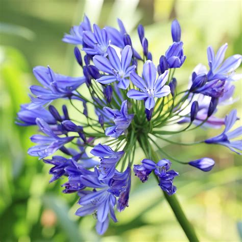 African Lily Flower Ubicaciondepersonas Cdmx Gob Mx