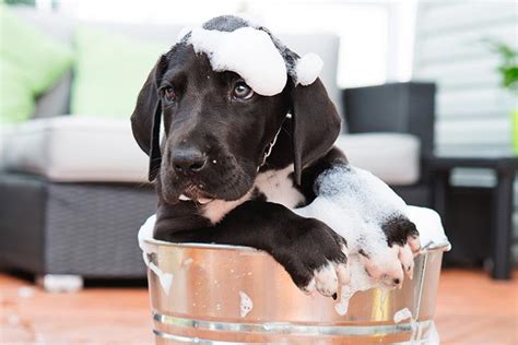 Puppies Getting A Bath