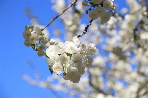 Branco As Flores De Cerejeira Foto Gratuita No Pixabay Pixabay