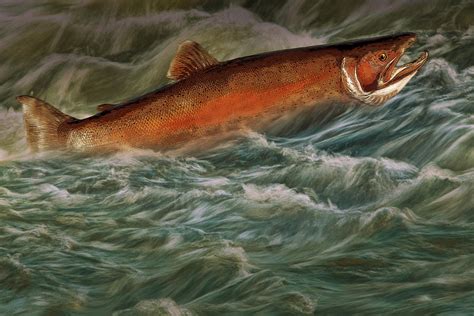 Steelhead Trout Fish No143 Photograph By Randall Nyhof