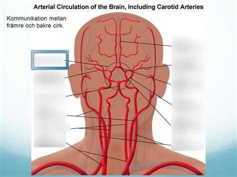 A Carotis Interna Och A Vertebralis Circle Of Willis Diagram Quizlet