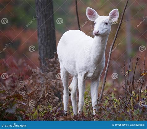 List 102 Pictures Pictures Of Albino Deer Sharp