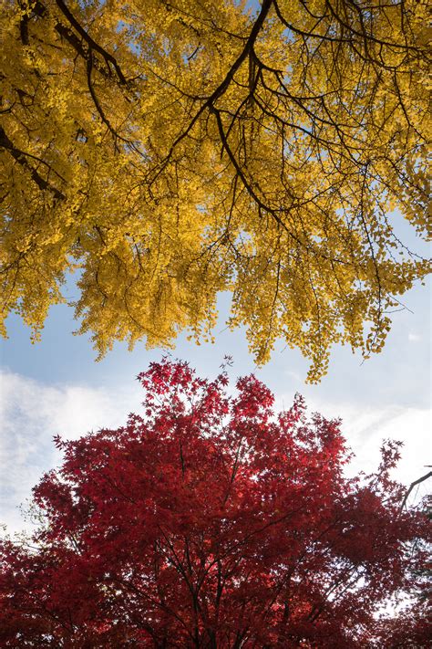 Free Images Nature Branch Sky Sunlight Leaf Fall Flower