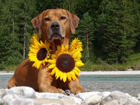 Cute Dog Sunflowers Stock Images - Download 82 Royalty Free Photos