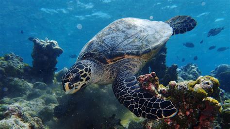 Snorkeling trips in the Maldives - divetip.com