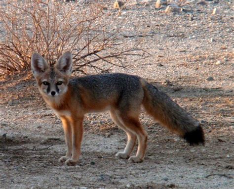 Desert Kit Fox | Kit Fox Facts | Desert Canines
