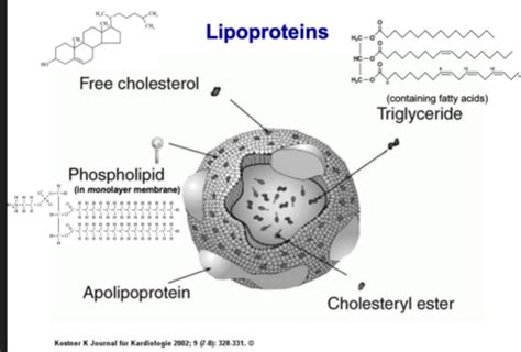 Lipid Lowering Drugs Flashcards Quizlet