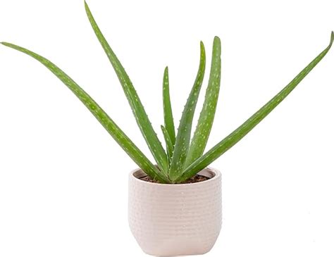 Amazon Costa Farms Aloe Vera Live Succulent Plant Indoor