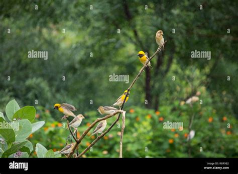 Baya Weaver Male Female In Rain Stock Photo Alamy