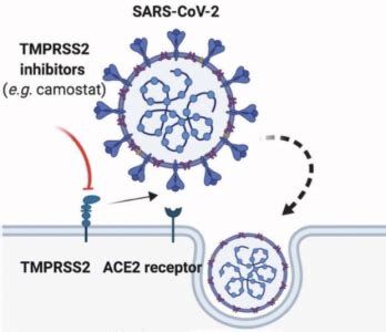 Recombinant Human Transmembrane Protease Serine Tmprss Protein