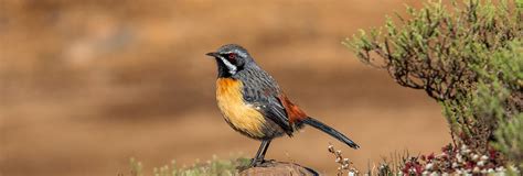 Rockjumper Birding Tours