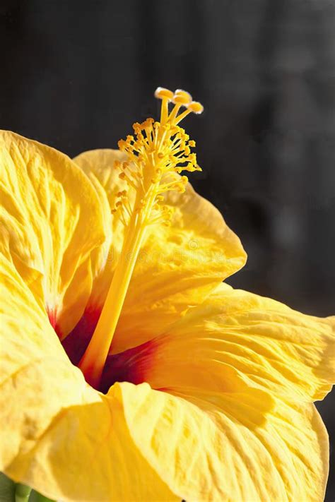 Flor De Hibiscus Chinese Marshmallow Hibiscus Sinensis Studio Imagen