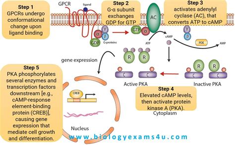 Protein Kinase Plasma Membrane Cell Growth Structure And Function