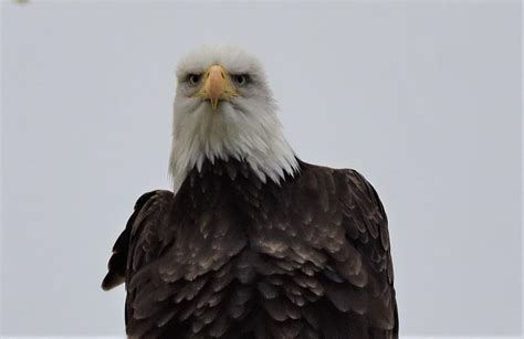 Bald Eagle Photograph By Jo Ann Matthews Fine Art America