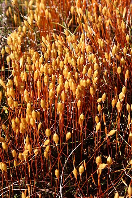 Clubmoss Anne Burgess Cc By Sa 2 0 Geograph Britain And Ireland