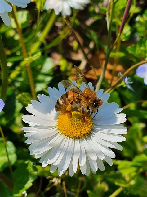 Abeja Insecto Polinizar Foto Gratis En Pixabay Pixabay